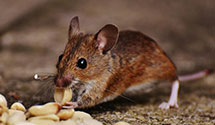 24 Hour & Emergency Exterminators in Ewing, KY